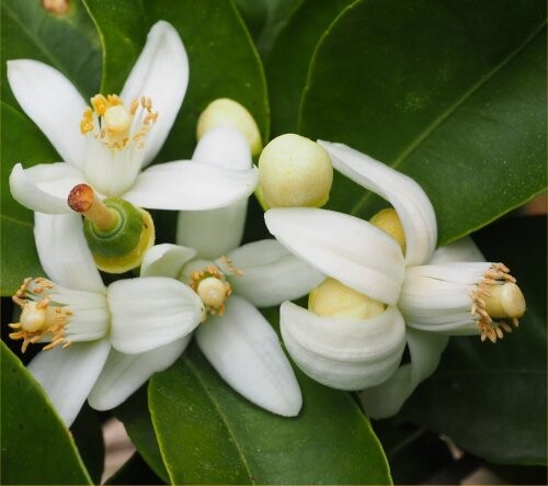 neroli