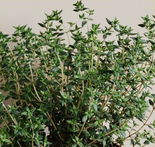 marjoram