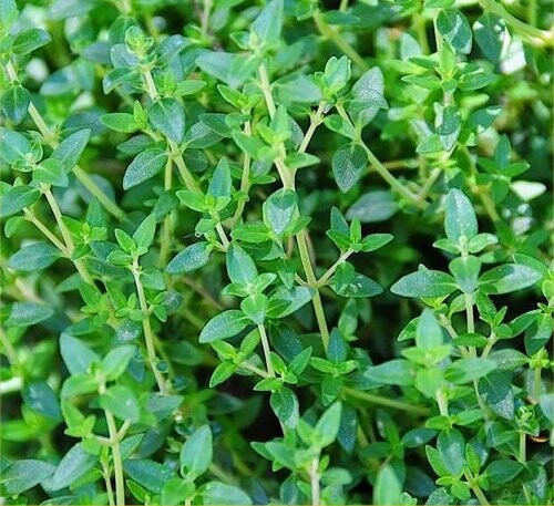 thyme