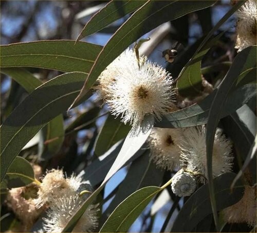 eucalyptus