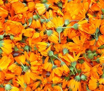 calendula