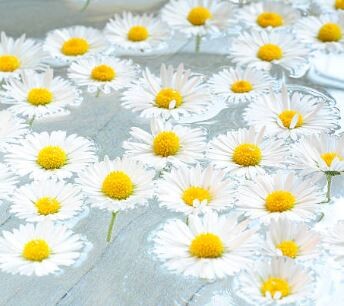 chamomile